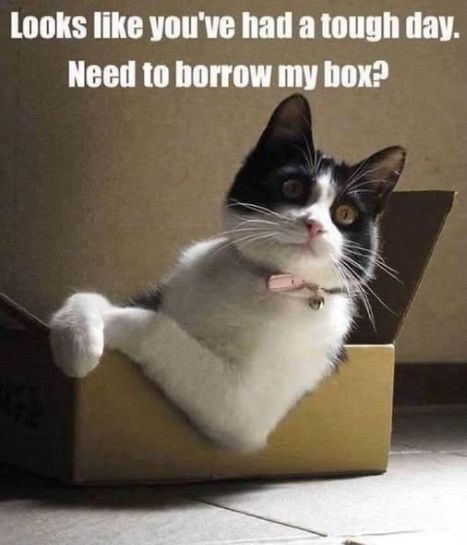cat borrow box.jpg